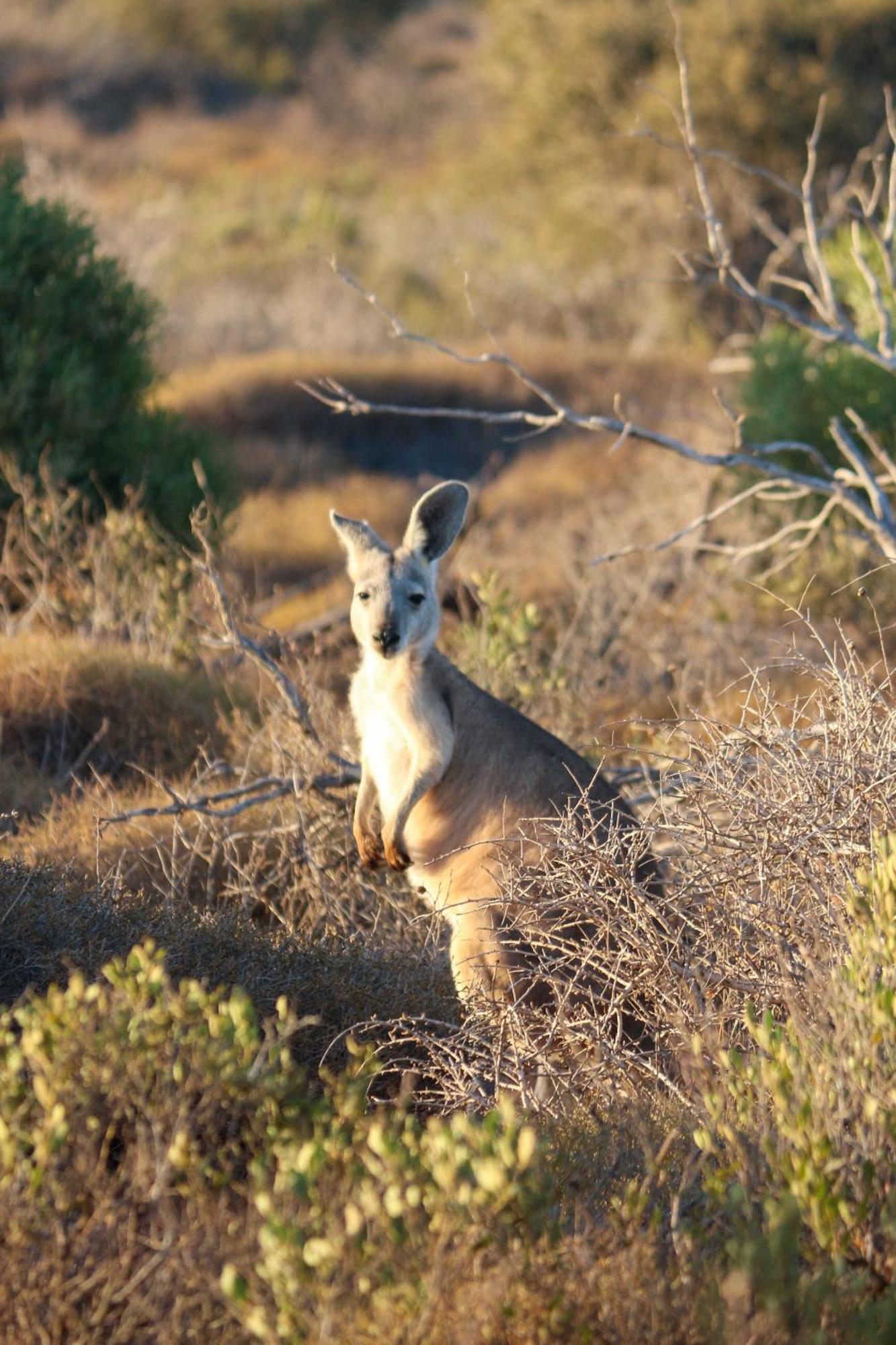 Heritage Resort Shark Bay Denham Buitenkant foto
